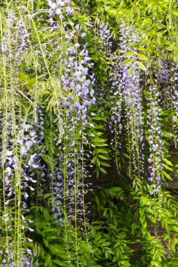 Mor Wisteria çiçekler önünde asılı