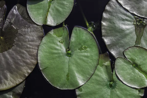 Water lily pad galleggianti in stagno — Foto Stock