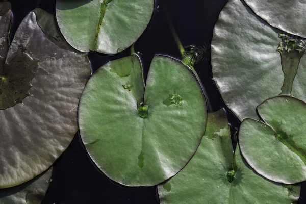 Pond yüzen su zambak yastıkları