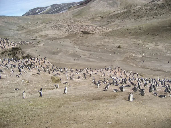 Bluff brun Antarctique avec pingouins à manchots — Photo