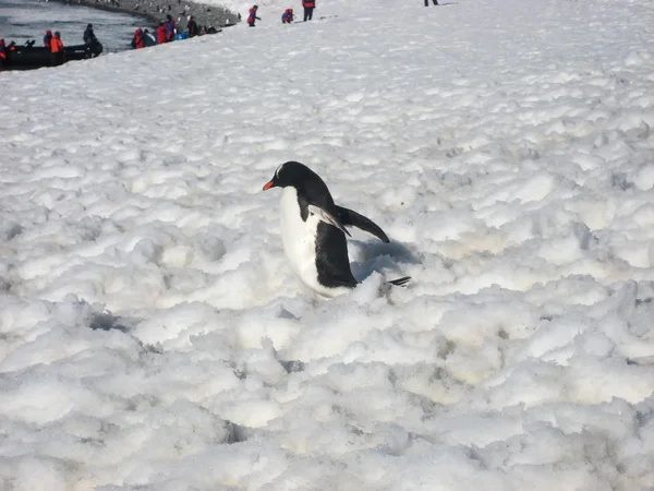 Pingouin doux dans l'antarctique — Photo