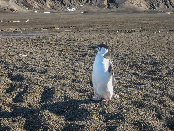 Tek Antarktika chinstrap penguen — Stok fotoğraf