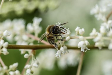 Arı polen üzerinde beyaz çiçek toplama