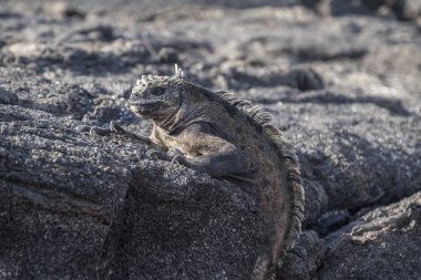 Gri lav kayaların üzerinde tünemiş Galapagos Iguana