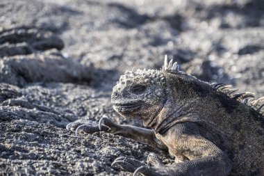 Lav buzlu uykulu Galapagos Iguana