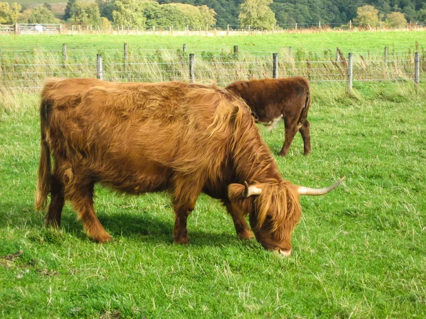 Highland kráva pasoucí se — Stock fotografie