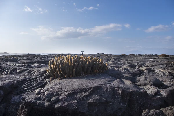 Duża grupa lawy kaktusy w Galapagos — Zdjęcie stockowe