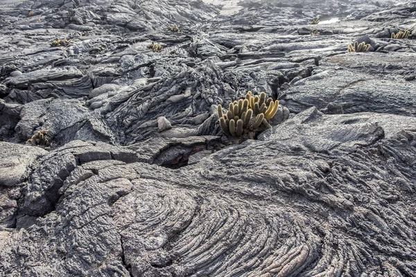Galapagos Adaları volkanik kaya oluşumları