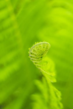Yumuşak yeşil arka planı kıvrık eğreltiotu