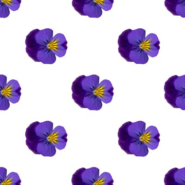 Hercai, mor Menekşe seamless modeli tekrarlamak