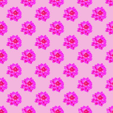 Pembe dahlia seamless yineleme modeli