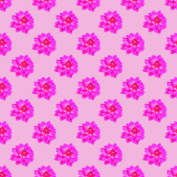 Pembe dahlia seamless yineleme modeli