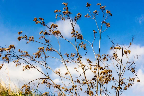 İnce, bükülmüş dalları ve küçük kurumuş yaprakları olan bir ağaç berrak mavi gökyüzüne doğru uzanıyor. Doğa, esneklik ve mevsimsel temalar için ideal.