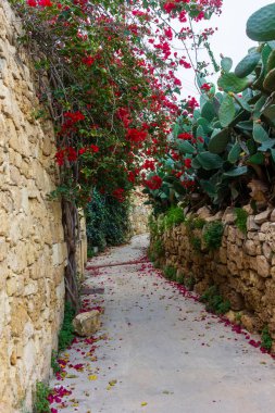 Bougainvillea, Kırmızı Kapılı Taş Sokak ve Sıcak Akdeniz 'de Kaktüs Altında