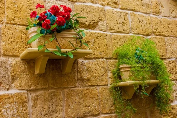 Taştan duvarda kırmızı sardunyaları ve yeşil tesisleri olan köylü duvarcılar.