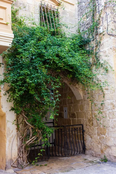 Green Vines Over Stone Kemer Yolu ve Tarihsel Dar Geçitte Demir Kapı Yazdı