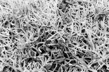 Craggy Moss 'un yakın çekimi ve tek renkli desenli kaya çıkıntısı üzerinde kurumuş çalı