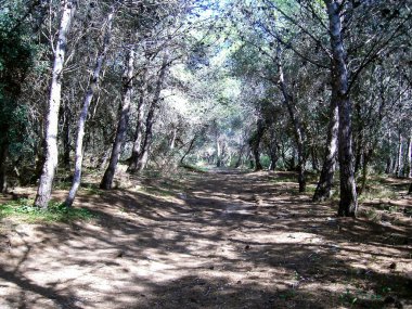 Doğa ve Yürüme İçin Noktalı Gölgeli Güneşli Ağaçlar Arasında Huzurlu Orman Yolu