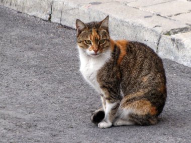 Asfaltta Oturan Calico Kedi: Sıcak Kürklü ve Meraklı Gözlü Sakin Şehir Sahnesi