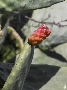 Güneş Işıklı Çöl 'de, Opuntia Kaktüsündeki Pembe Armut Meyvesi' nin Yakın Çekimi