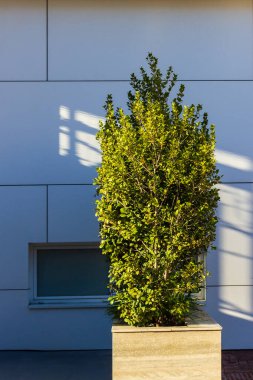 Beton Bitkisindeki Uzun Çalı Güçlü Güneş Işığı Gölgeleriyle Çağdaş Mavi Cephe