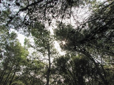 Yoğun bir ormandaki çam ağaçlarının arasından yayılmış çam kozalaklarıyla güneş ışığı süzüyor.
