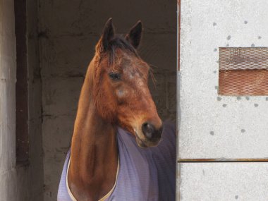 Kahverengi At Ahırdan Bakış Örtüsü İfadesini Göstererek Nazikçe