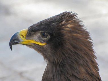 Keskin gagalı ve keskin gözlü görkemli bir kartalın yakın plan portresi.