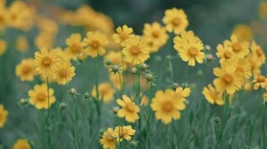 Bahçedeki sarı çiçekler