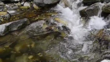 Ormanda küçük bir şelale