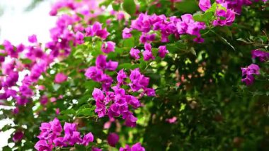 Bahçede açan pembe begonviller.