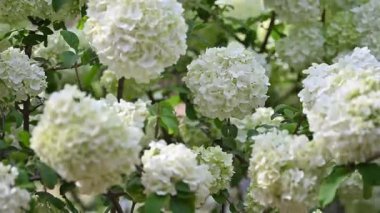 Beyaz bir ortanca çiçeğinin yakın çekimi.