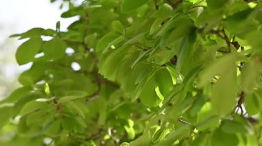 Ormanda yeşil yapraklar