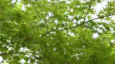 Ormanda yeşil yapraklar