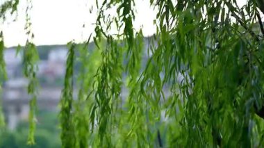 Söğüt dalları rüzgarda sallanıyor