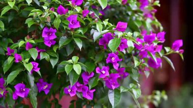 Bahçede açan pembe begonviller.