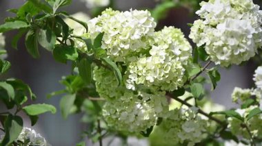 Beyaz bir ortanca çiçeğinin yakın çekimi..