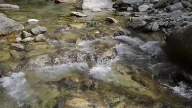 Ormanda küçük bir şelale