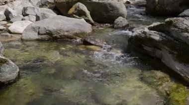 Ormanda küçük bir şelale