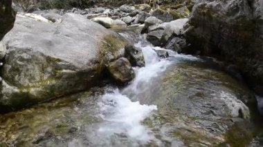 Ormanda küçük bir şelale