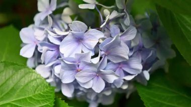 Beyaz bir ortanca çiçeğinin yakın çekimi..