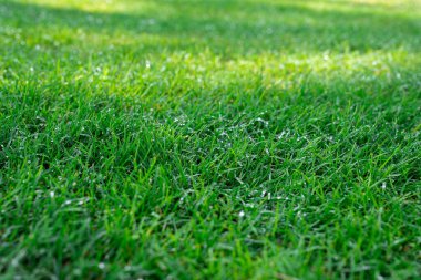 Natural close-up of vibrant green grass covered with dew drops. Perfect for eco, freshness, or nature background themes. 
