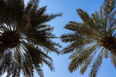 Tall palm trees reaching toward clear blue sky. Perfect for travel, tropical, or relaxation visuals. 