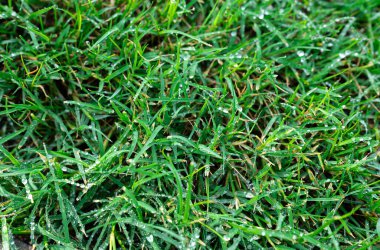 Vibrant grass surface with clear water drops and natural sunlight. Ideal for eco, wellness, and freshness concepts. 