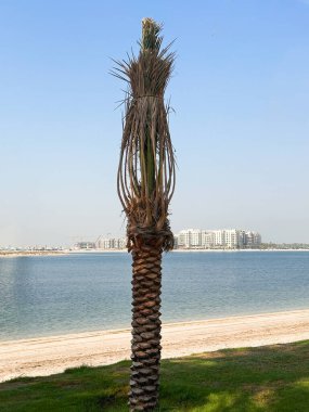 Lone palm tree on a grassy coast with distant city skyline, evoking solitude, coastal living, and urban escape. 