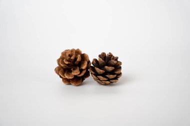 Single brown pine cone on light background. Great for eco design, nature texture, organic or seasonal compositions. 