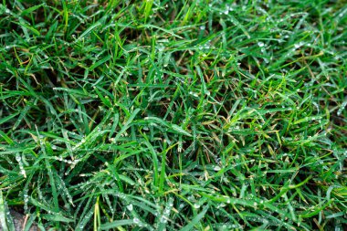 Gün ışığında ıslak yeşil çimlerin doğal deseni. Arkaplan, eko veya sağlık tasarımı için ideal.