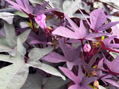 Zengin mor süslemeli yapraklar katmanlı dokuyu oluşturur, tasarım modelleri, tekstil ve tekstil için çağdaş botanik çekimler 