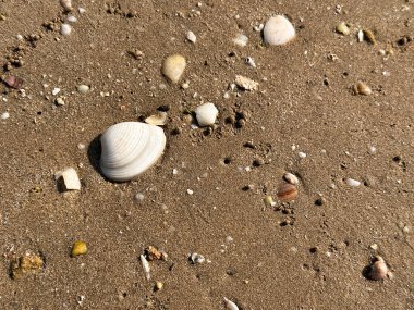 Kuma saçılmış küçük deniz kabukları kümesi, seyahat, tasarım ve arka plan kullanımı için mükemmel minimalist plaj bileşimi. 