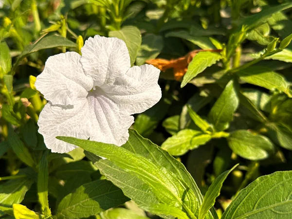 Doğal ışıkta tek bir beyaz çiçek, yemyeşil yeşillik çerçeveli, güzellik, bahçıvanlık ve refah teması için huzurlu bir çiçek resmi.. 
